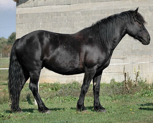 Mérens horse