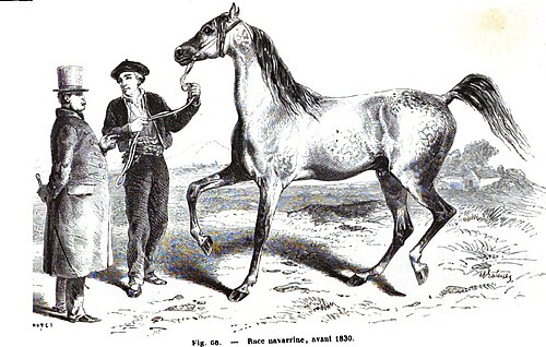 Navarrin horse