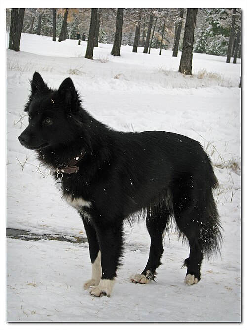 Nenets Herding Laika