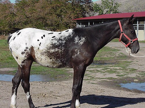 Nez Perce Horse