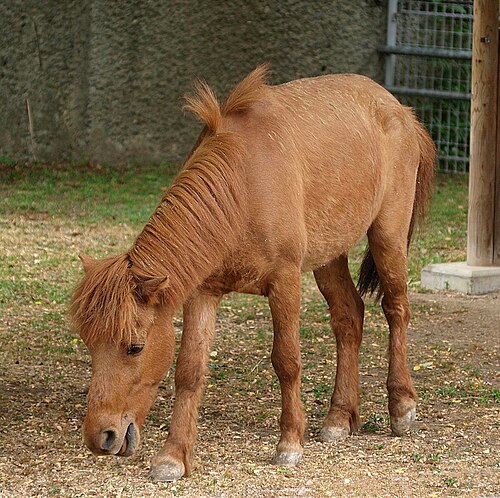 Noma pony