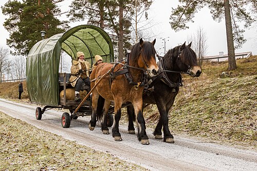 North Swedish Horse