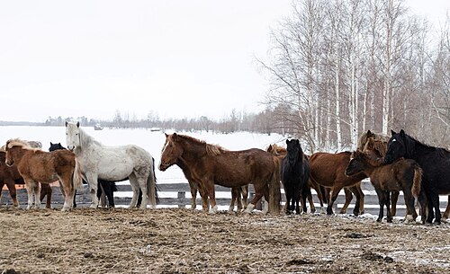 Ob pony