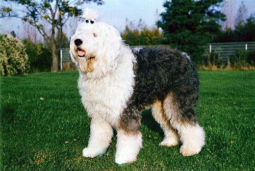Old English sheepdog