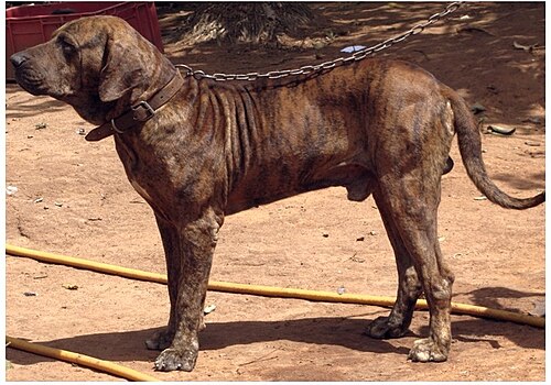 Original Fila Brasileiro
