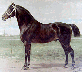 Ostfriesen and Alt-Oldenburger