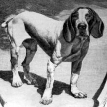 Pachón Navarro