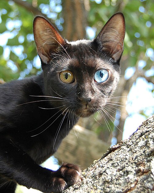 Pantherina
