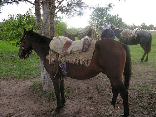 Paraguayan Criollo
