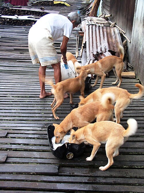 Pariah dog