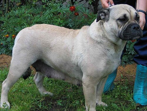 Perro de Presa Mallorquin