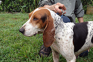 Perro fino Colombiano