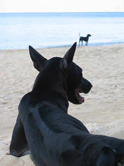 Phu Quoc ridgeback dog