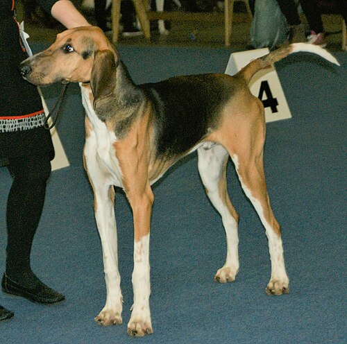 Poitevin hound