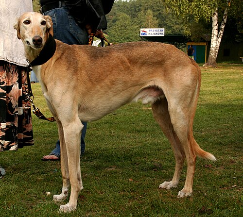 Polish Greyhound