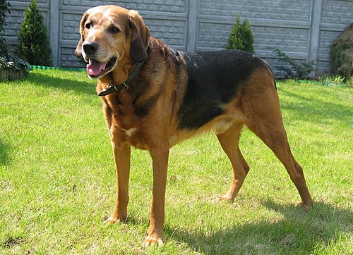 Polish Hound