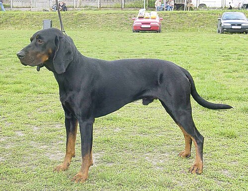 Polish Hunting Dog