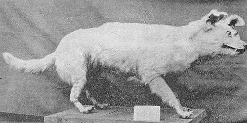 Polynesian Dog