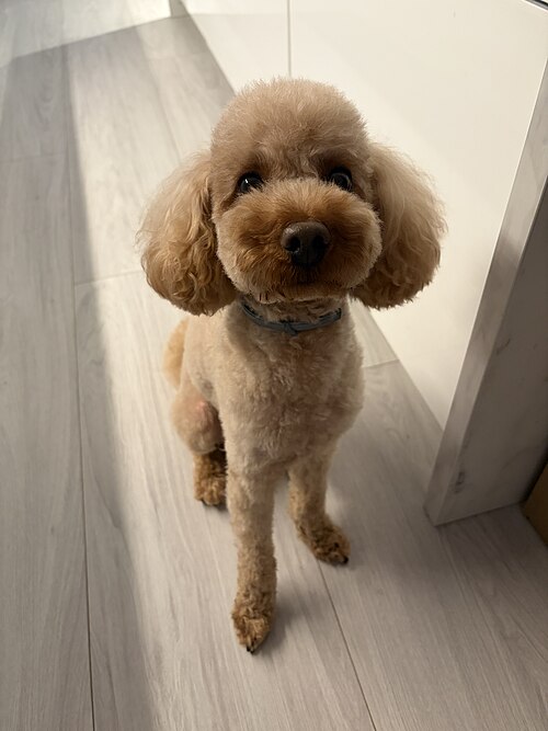 poodle