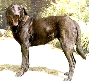 Portuguese Cattle Dog