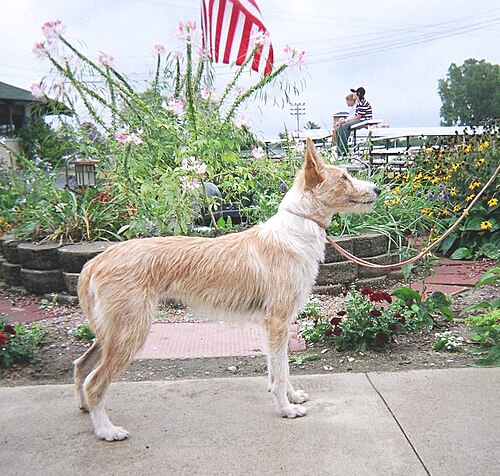 Portuguese Podengo