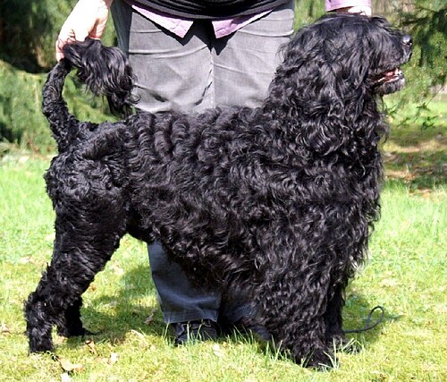 Portuguese water dog