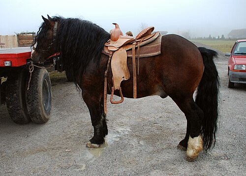 Posavac horse