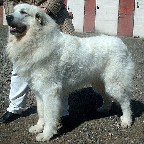Pyrenean Mountain Dog
