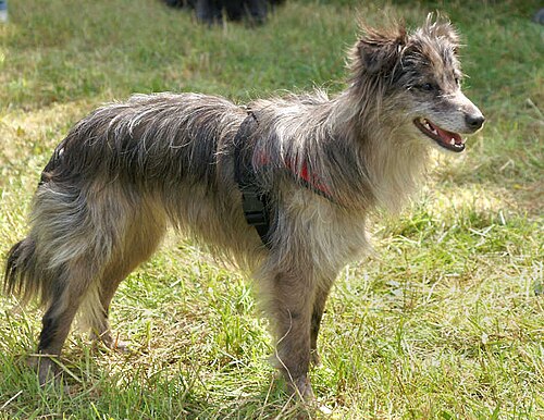 Pyrenean Sheepdog Smooth-faced
