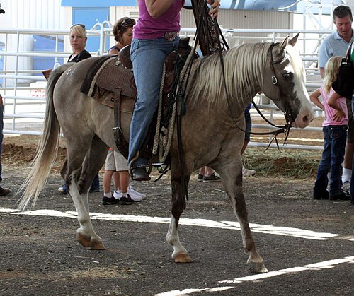 Quarter pony