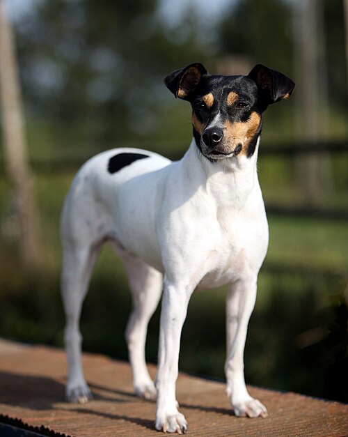 Ratonero Bodeguero Andaluz COOPER