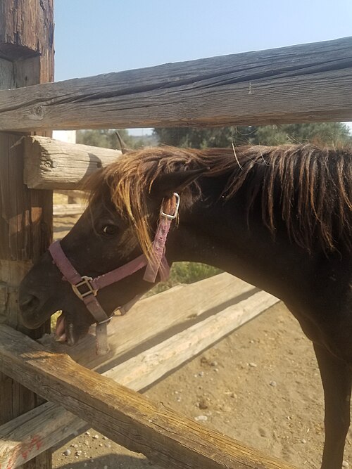 Rhodos pony