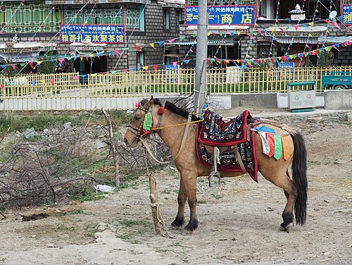 Riwoche horse