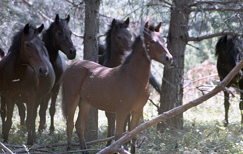 Rodope horse
