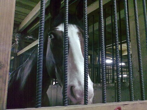 Romanian Sporthorse