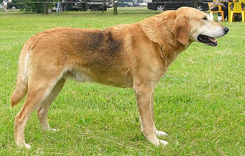 Russian Hound