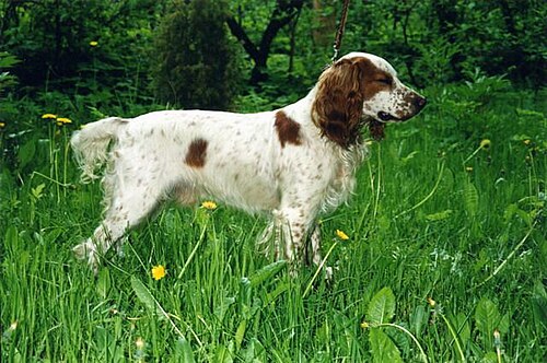 Russian Spaniel