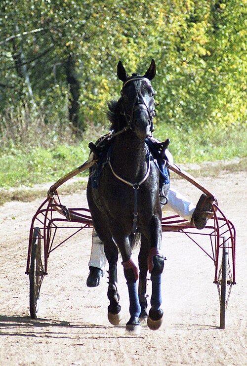 Russian Trotter