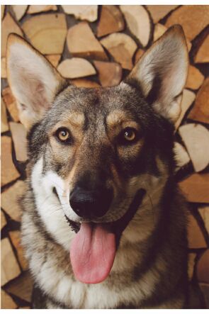 Saarloos wolfdog