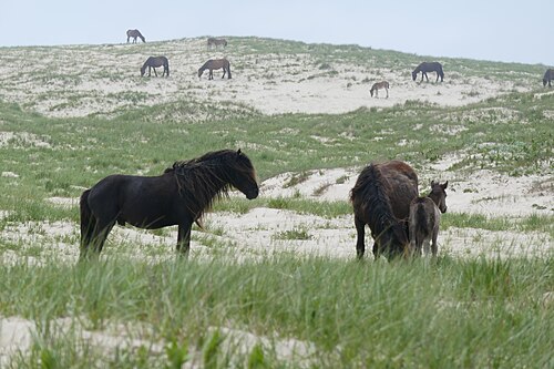 Sable Island Pony