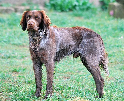 Saint-Usuge Spaniel