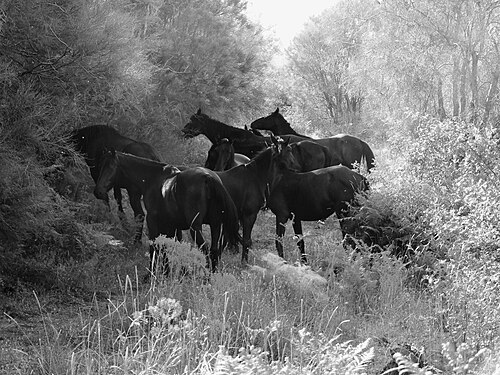 San Fratello horse