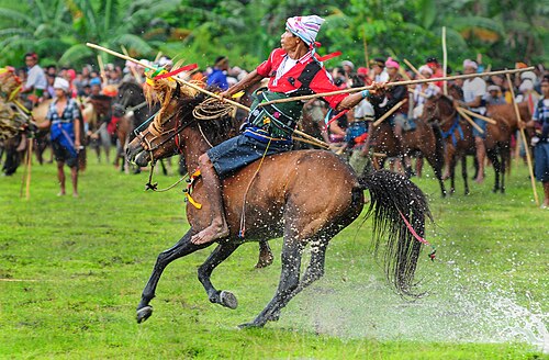 Sandalwood Pony