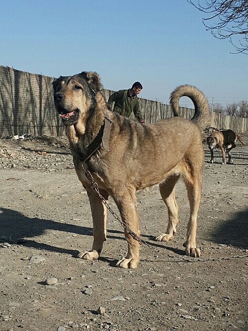 Sarabi Mastiff