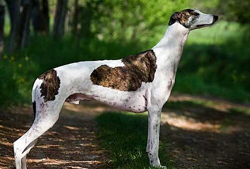 Sarail hound