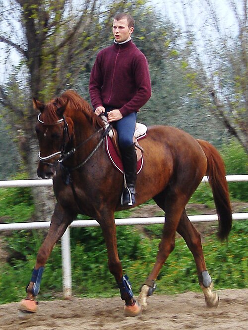 Sardinian Anglo-Arab