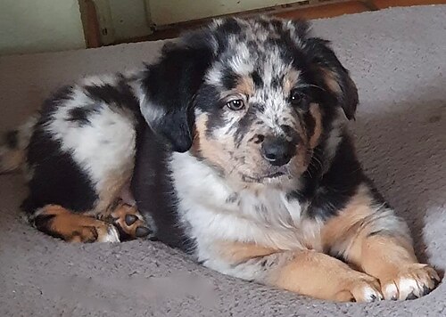 Savoy Sheepdog