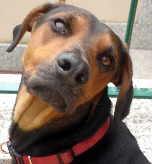 Serbian Hound