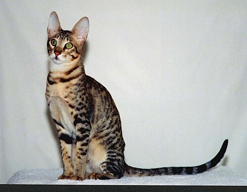 Serengeti cat