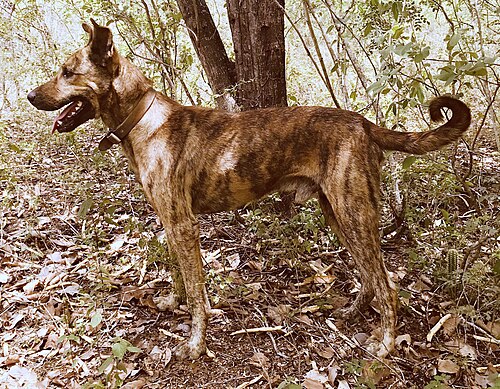 Sertanejo Dog